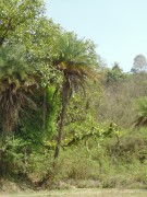 Live Plant Image