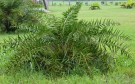 Live Plant Image