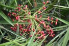 Live Plant Image