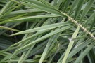 Live Plant Image