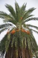 Live Plant Image