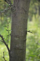 Live Plant Image