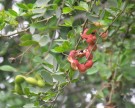 Live Plant Image