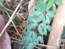 Live Plant Image
