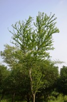 Live Plant Image