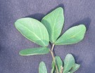 Live Plant Image