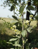 Live Plant Image