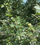 Live Plant Image