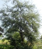 Live Plant Image