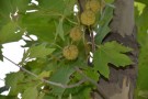 Live Plant Image