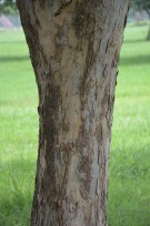 Live Plant Image