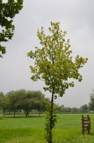 Live Plant Image