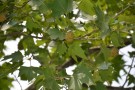 Live Plant Image