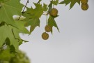 Live Plant Image