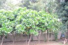 Live Plant Image