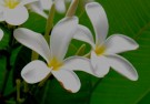 Live Plant Image