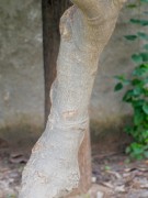 Live Plant Image
