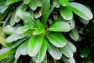 Live Plant Image