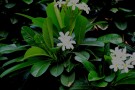 Live Plant Image