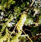 Live Plant Image