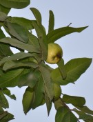 Live Plant Image