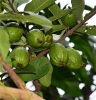 Live Plant Image