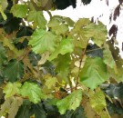 Live Plant Image