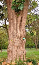 Live Plant Image