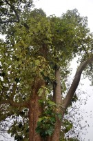 Live Plant Image