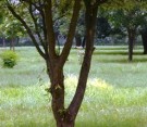 Live Plant Image