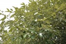 Live Plant Image