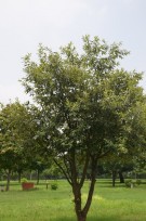 Live Plant Image