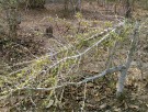 Live Plant Image