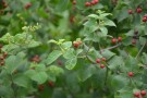 Live Plant Image
