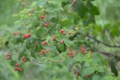Live Plant Image