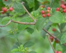 Live Plant Image