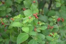 Live Plant Image
