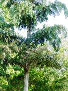 Live Plant Image
