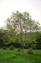 Live Plant Image