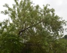 Live Plant Image