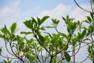 Live Plant Image