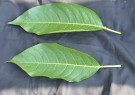 Live Plant Image