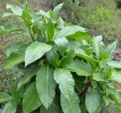 Live Plant Image