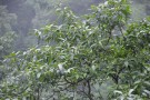 Live Plant Image