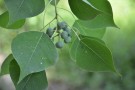 Live Plant Image