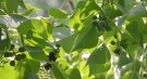 Live Plant Image
