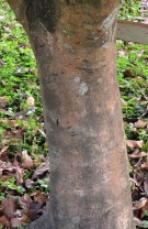 Live Plant Image