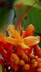 Live Plant Image