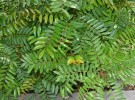 Live Plant Image