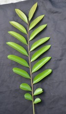 Live Plant Image